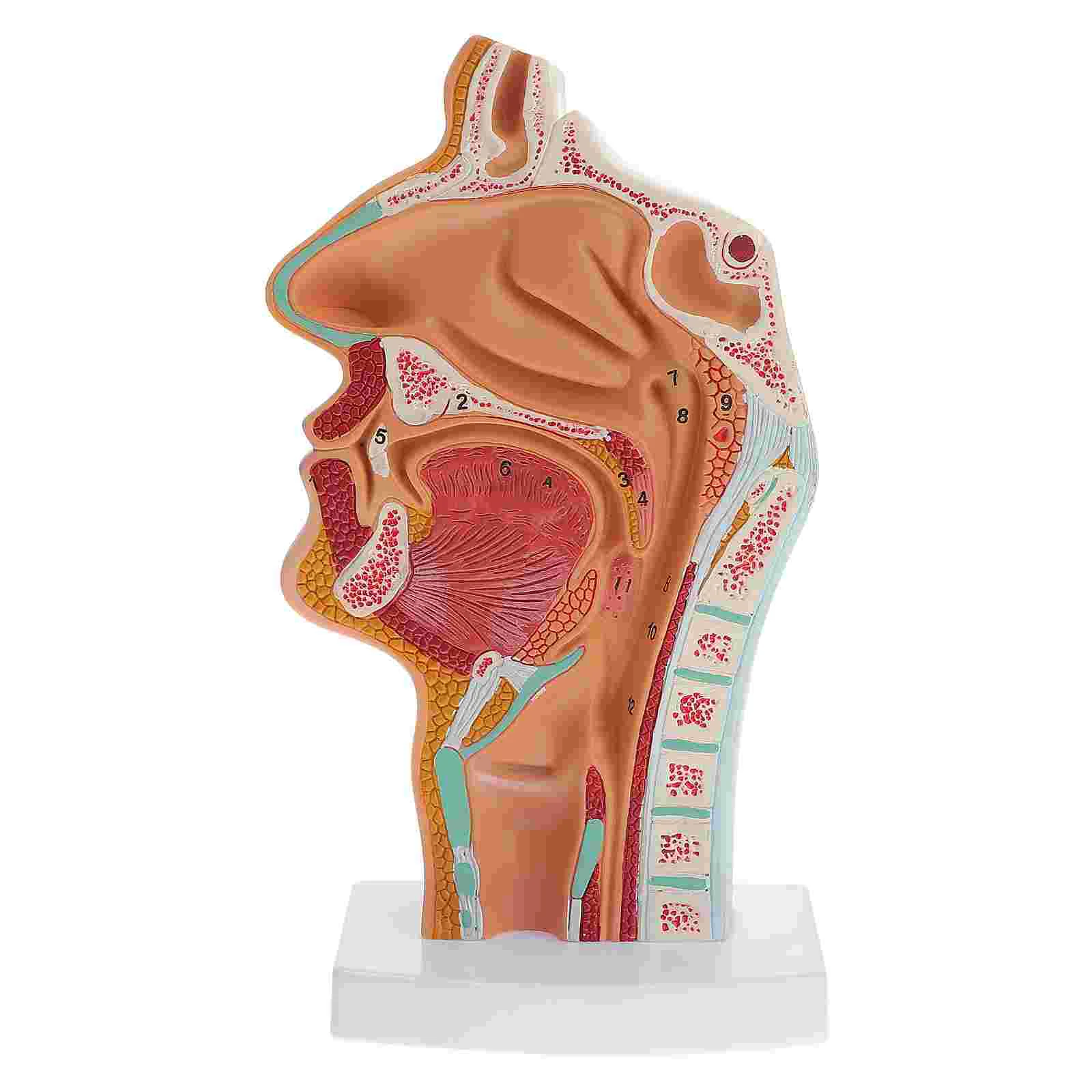 

Human Nasal Cavity Oral Model With Base Larynx Pharynx Mannequin Doctors Office Educational Tool Scientific Normal Body