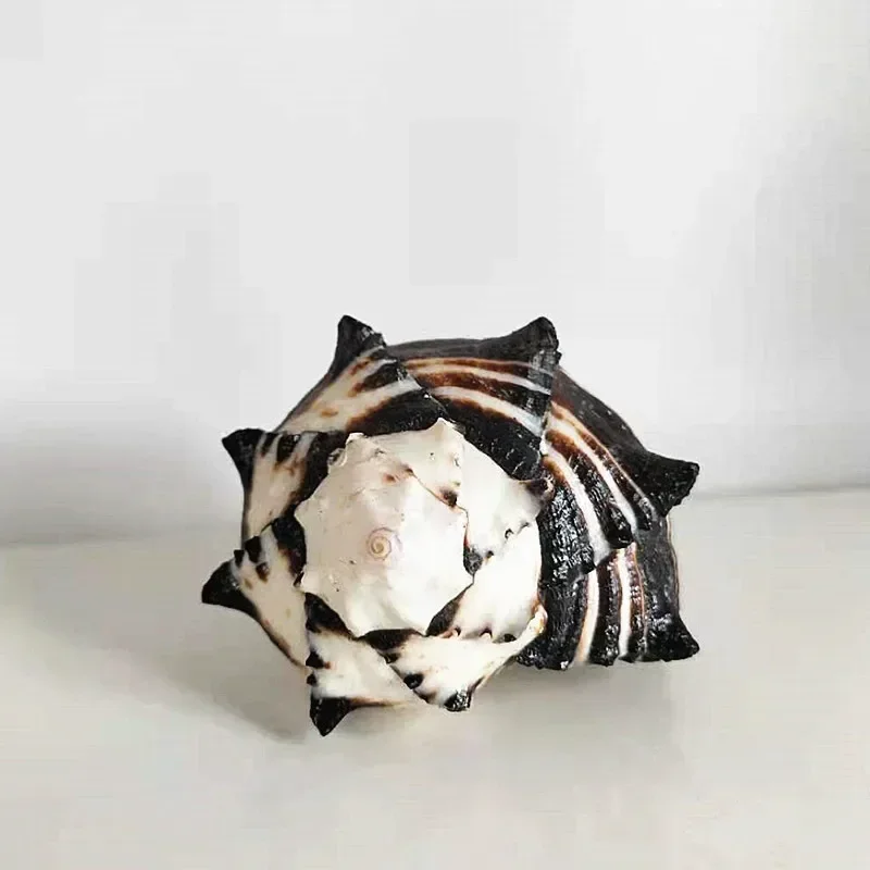 Раковина 9-11 см большая раковина декоративная для воздушных растений подходит