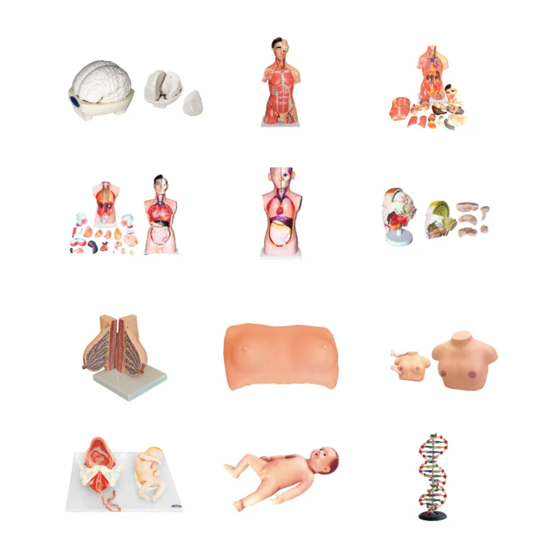 Медицинская наука профессиональная доставка механизм для родов обучающая