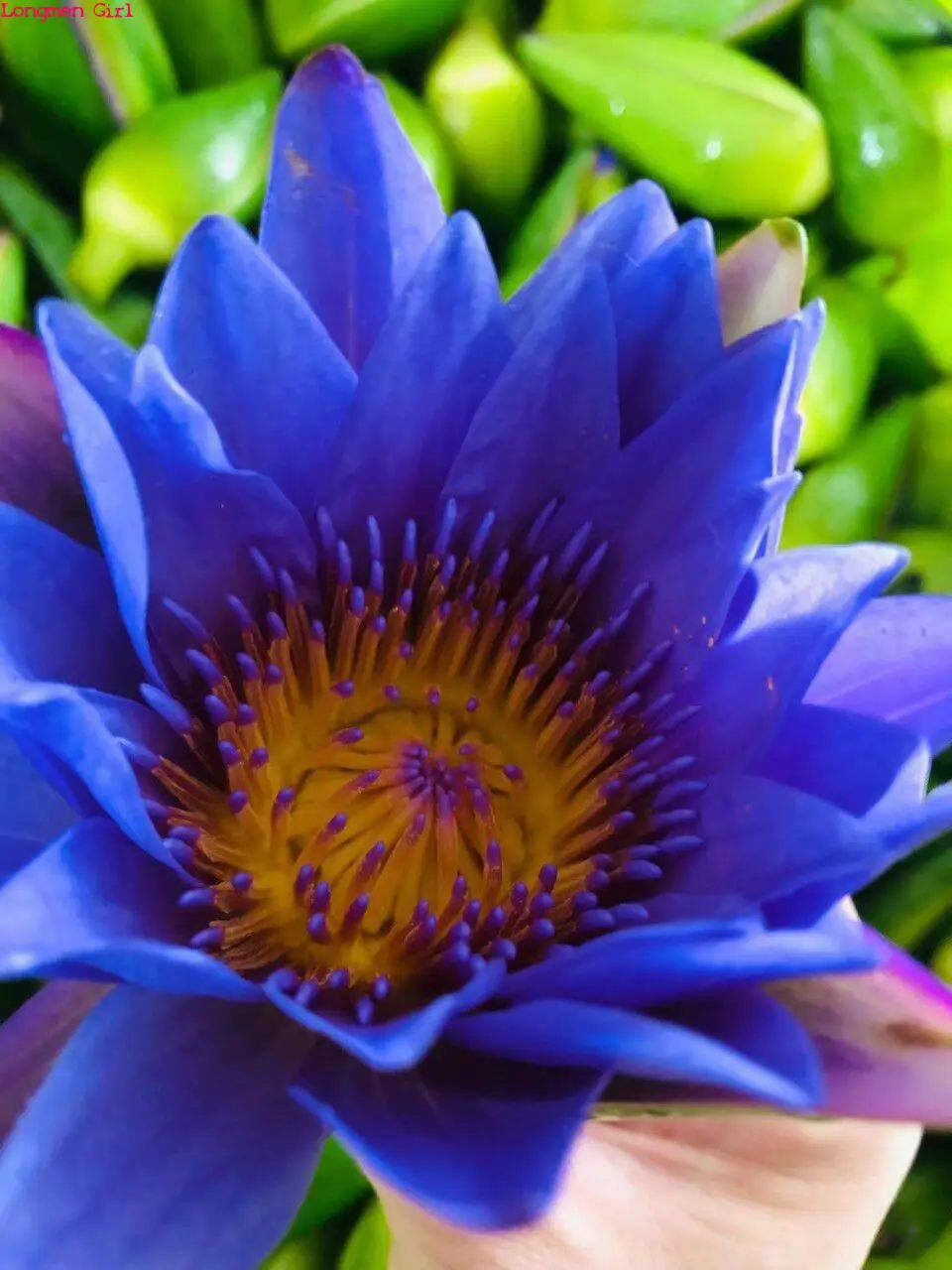 

Dried Flowers Blue Lotus Kitchen DIY Decoration Natural Bulk Nymphaea tetragona Party Wedding Decoration