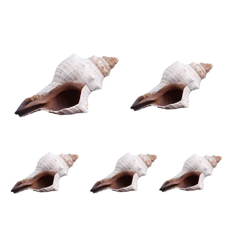 

Natural Seashells Large / Huge Conch for Party Decor and Aquarium Adornment