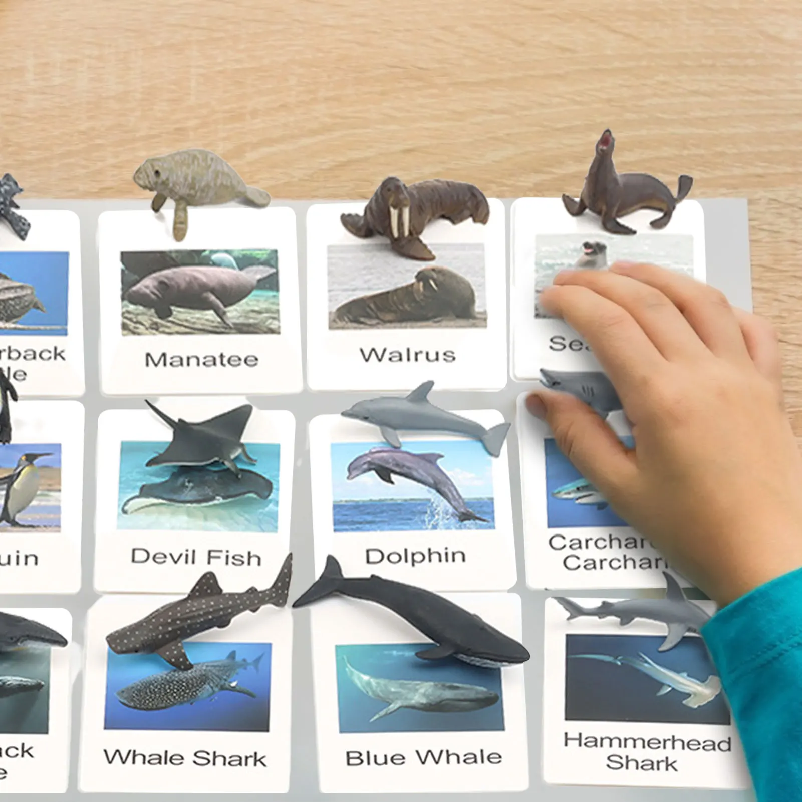 

Animal Models Matching Cards Animal Picture Memory Card Marine Animal Matching Cards Montessori Language Learning Material