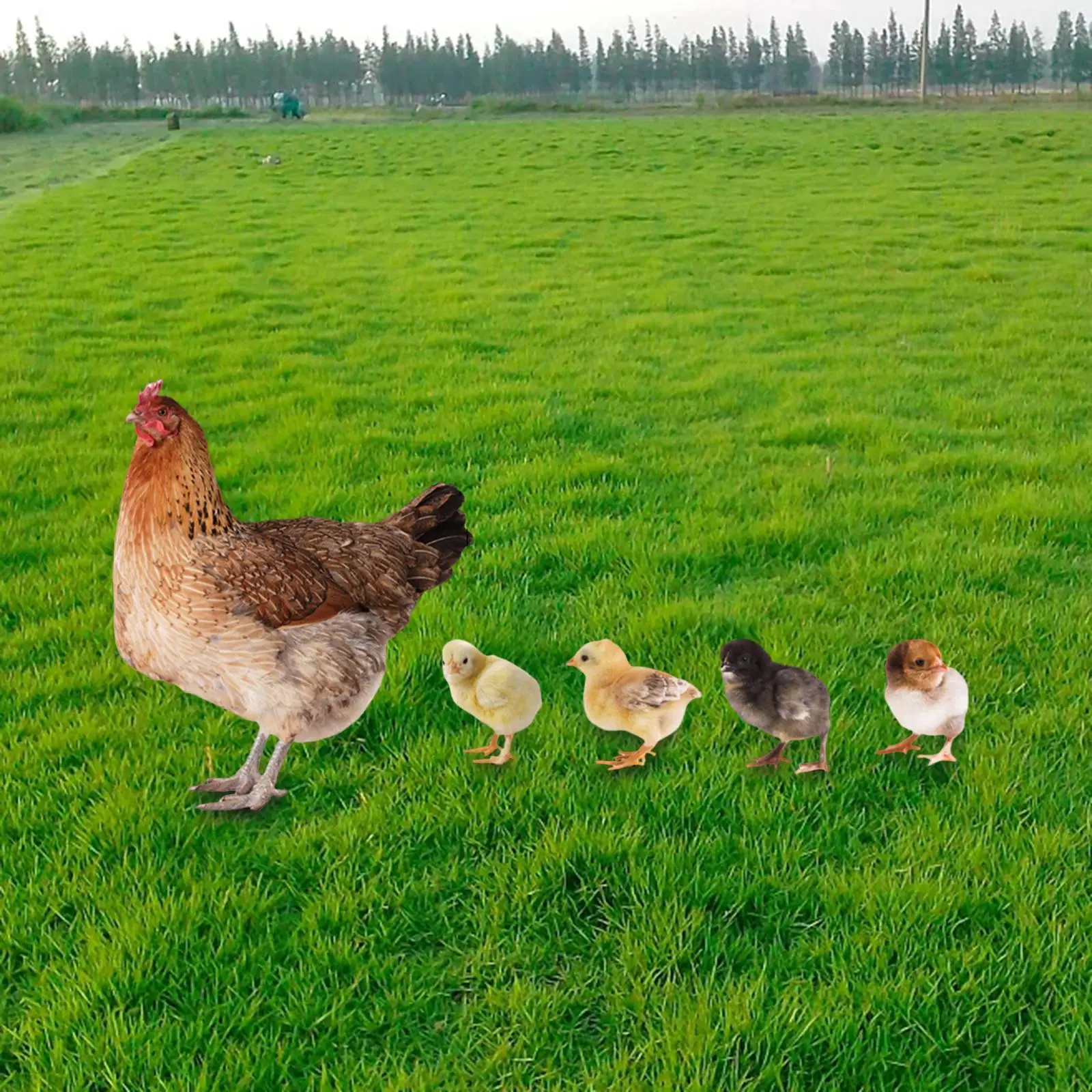 

5 Pcs Set Yard Stake Hen Sign Acrylic Floor Decoration Animal Statue Stakes Garden for Backyard Lawn Yard Patio Outdoor