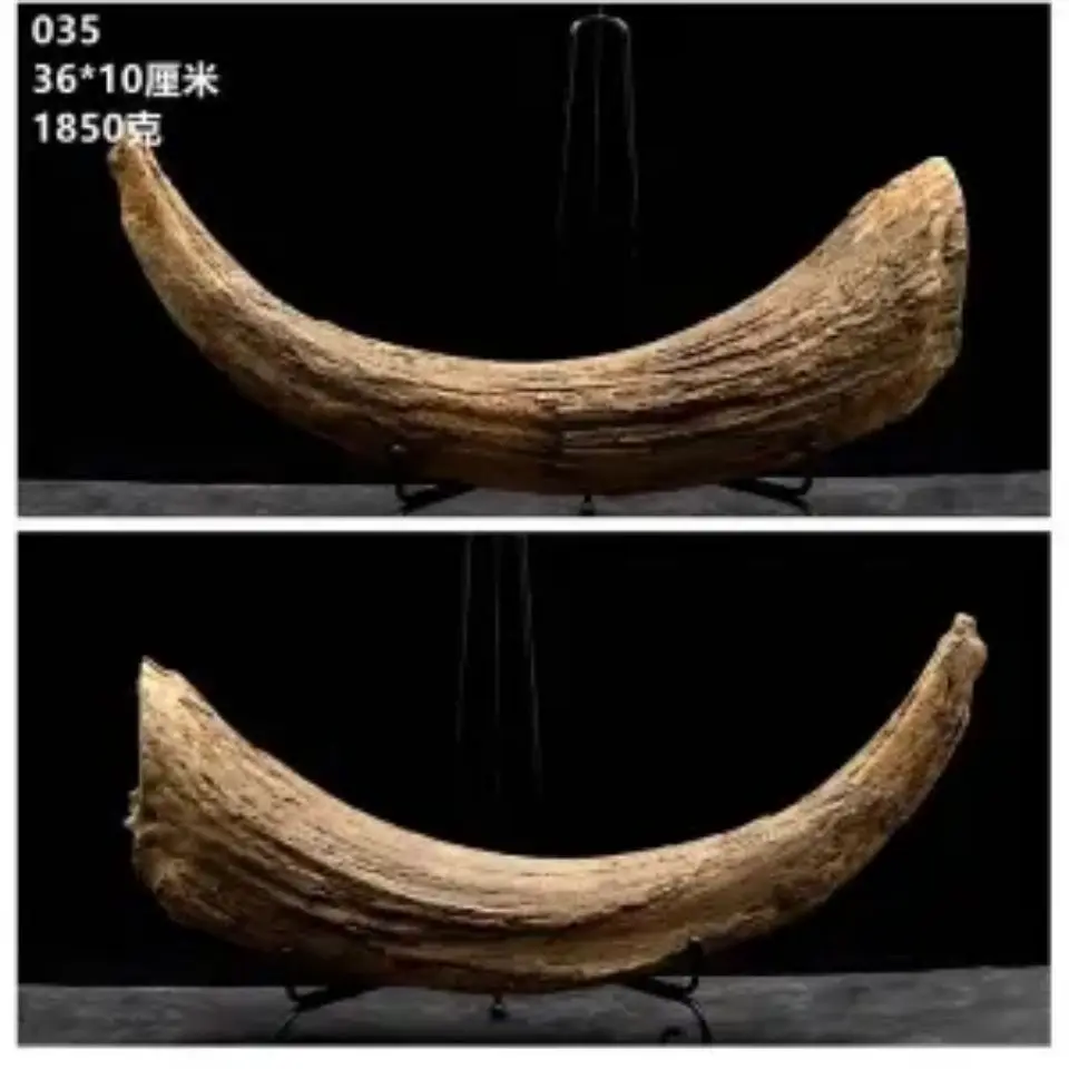 Ice Age Animal Ox Horn Fossil Bison Horn Fossil Protolith Animal Bone Fossil Paleontological Fossil Specimen