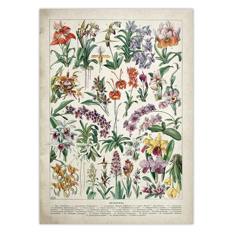 

Растительные искусства грибы идентификация Справочная диаграмма иллюстрация настенная живопись на холсте