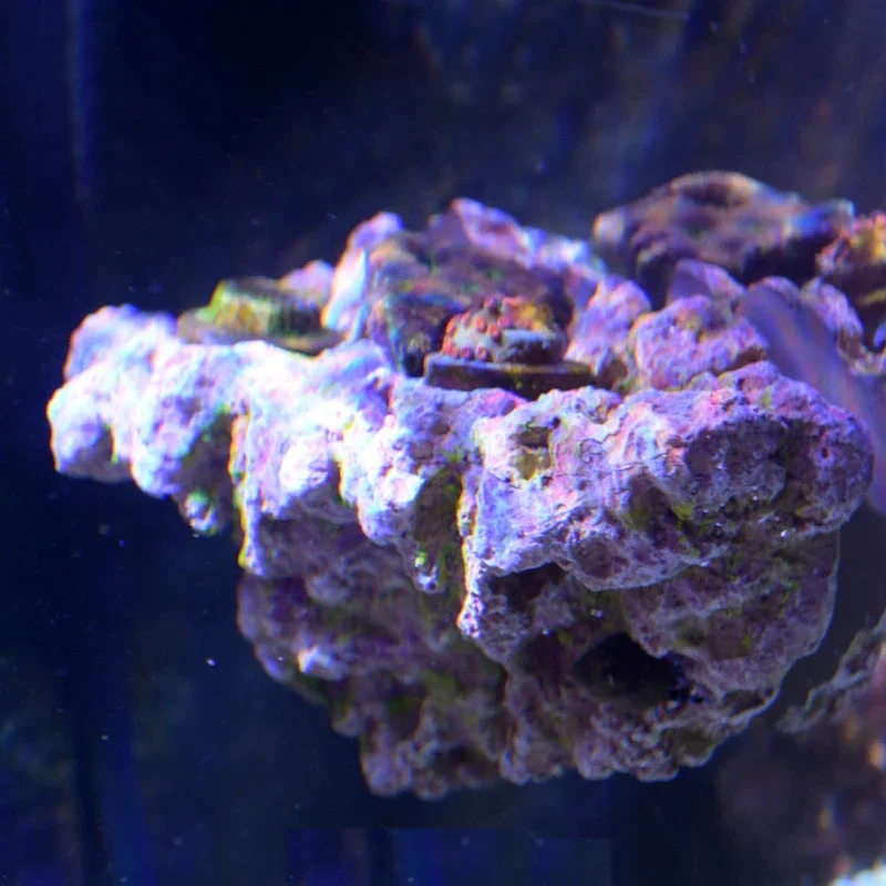 Фото Магнитный держатель для кораллов Vastocean, подставка для коралловых фрагментов, камень для ландшафтного дизайна аквариума, для черепах и рыб №5