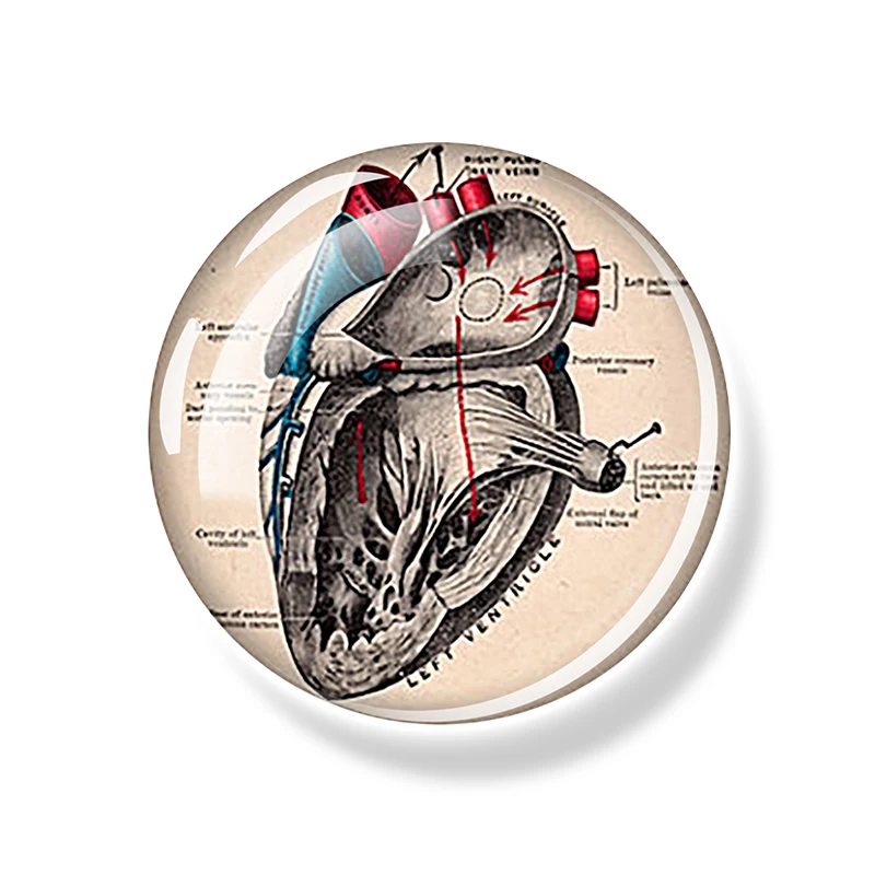 Магниты для холодильника EQJJYPOC, набор анатомических органов из стекла