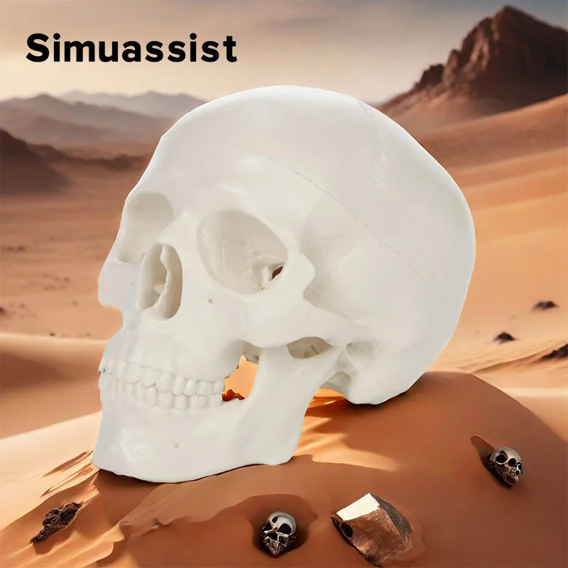 

Модель скелета головы человека 1:1