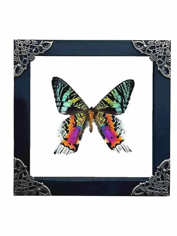 

Wooden Display Transparent Case Birthday Gift Home Decoration Display Box For Bedrooms Living Rooms Dining Rooms Bathrooms
