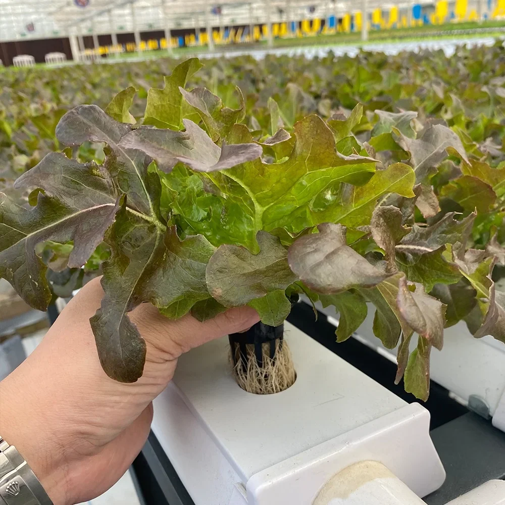 Гидропоника NFT Система Садовая вертикальная гидропонная система