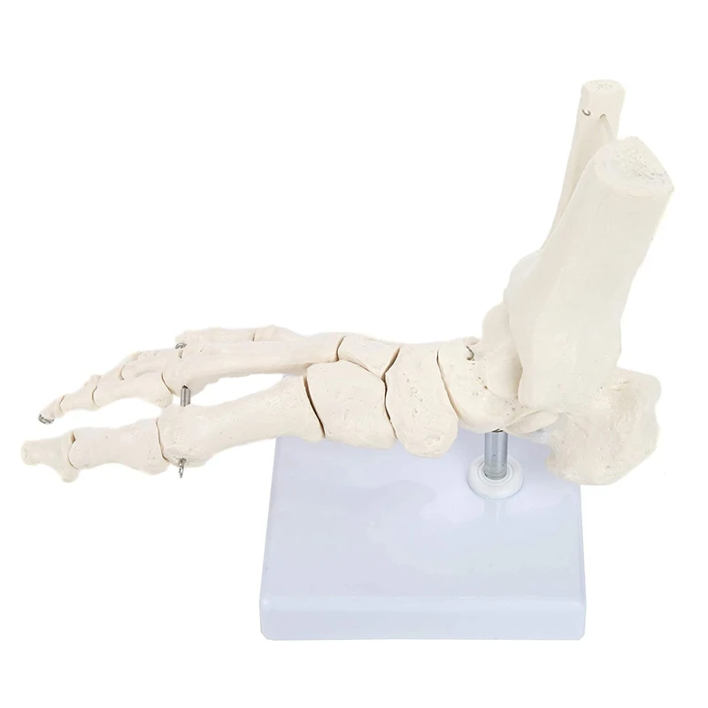

Skeletal Foot Model With Ankle Foot Bone And Joints Bound With Wire Showing Natural Range Of Motion Comes On Base