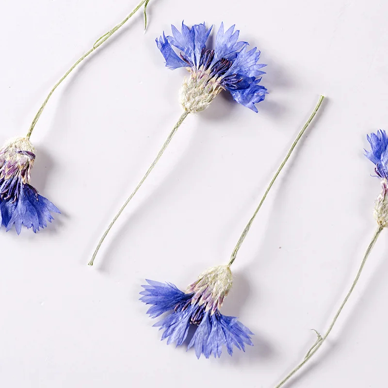 60 шт. сушеный прессованный натуральный синий васильковый цветок с стеблями, цветы, растения, гербарий для ювелирных изделий, открыток, искусственная закладка для рукоделия александр николаевич бубенников гербарий рани стихи