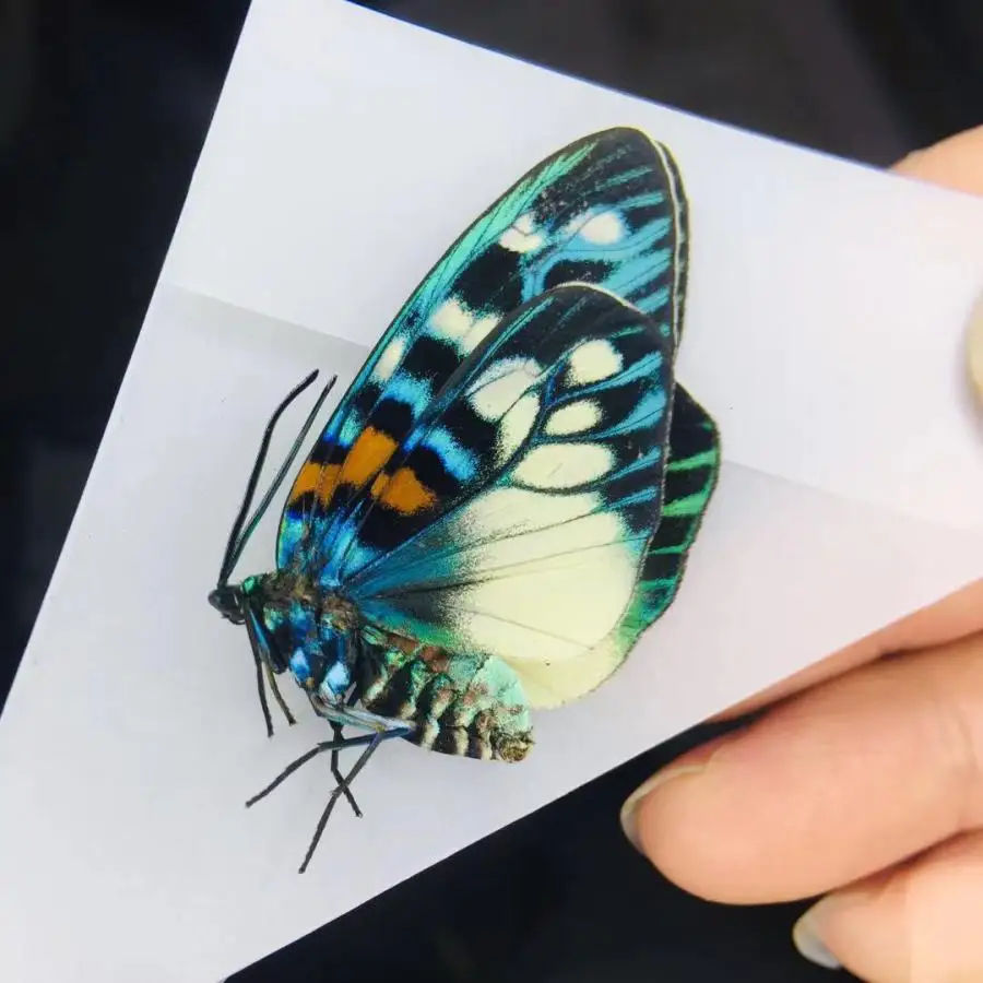 Настоящая бабочка Byasa Alcinous kesta образцы поделки декоративная живопись сделай сам