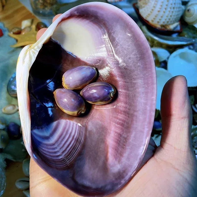 

Фиолетовая ракушка 10-12 см