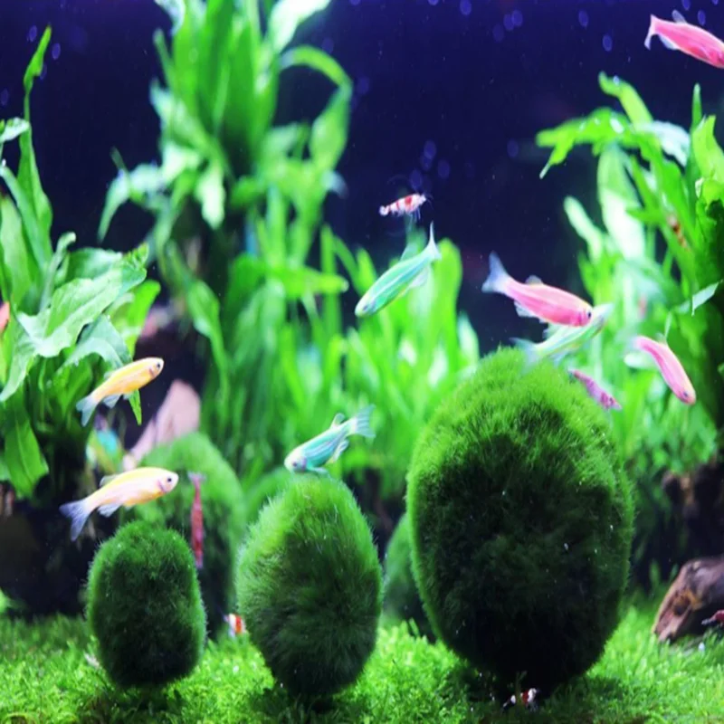

3-4cm Marimo Moss Balls Live Aquarium Plant Algae Fish Shrimp Tank Ornament Green Aquarium Ornamental Foreground Grass