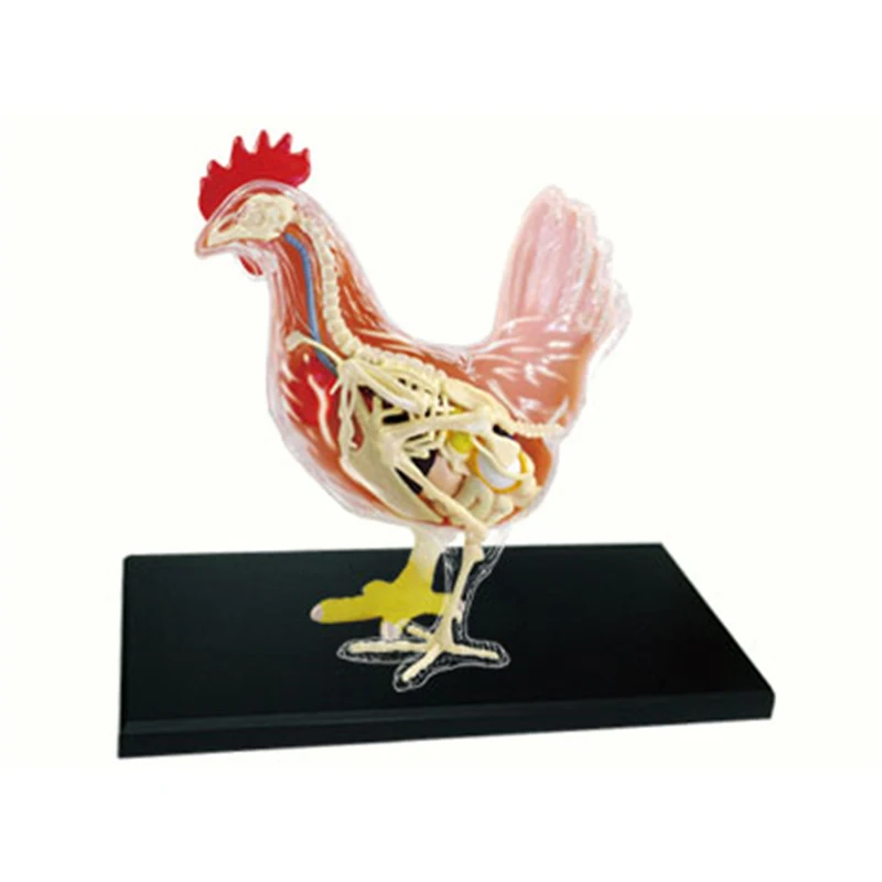 

4D Chicken Full Skeleton ANATOMY MODEL Medical Animal Skull Skeleton Anatomical Cock Model Kids Science Educational Toys