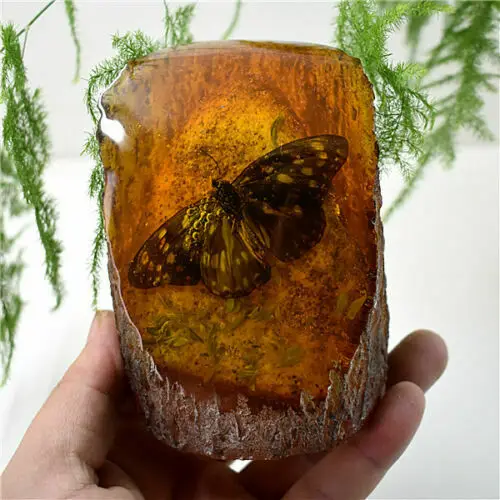 

Декоративные элементы Янтарная король ископаемые растения насекомые характеристики бабочка