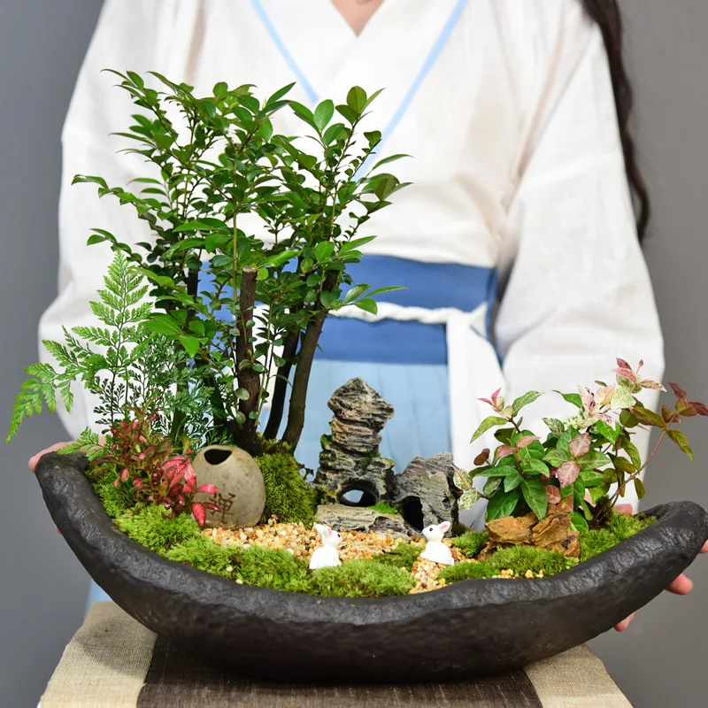 

Lobular red sandalwood bonsai old pile black bone tea pot plant living room indoor plants Evergreen Table Top micro-landscape