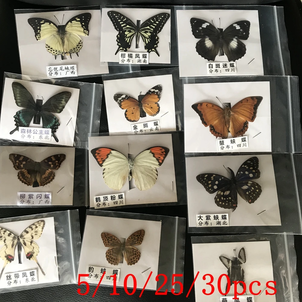 

5PCS/LOT Natural Real Beautiful Butterfly Specimens for Hobbies DIY Photo Frame or Home Wall sticker DIY ect