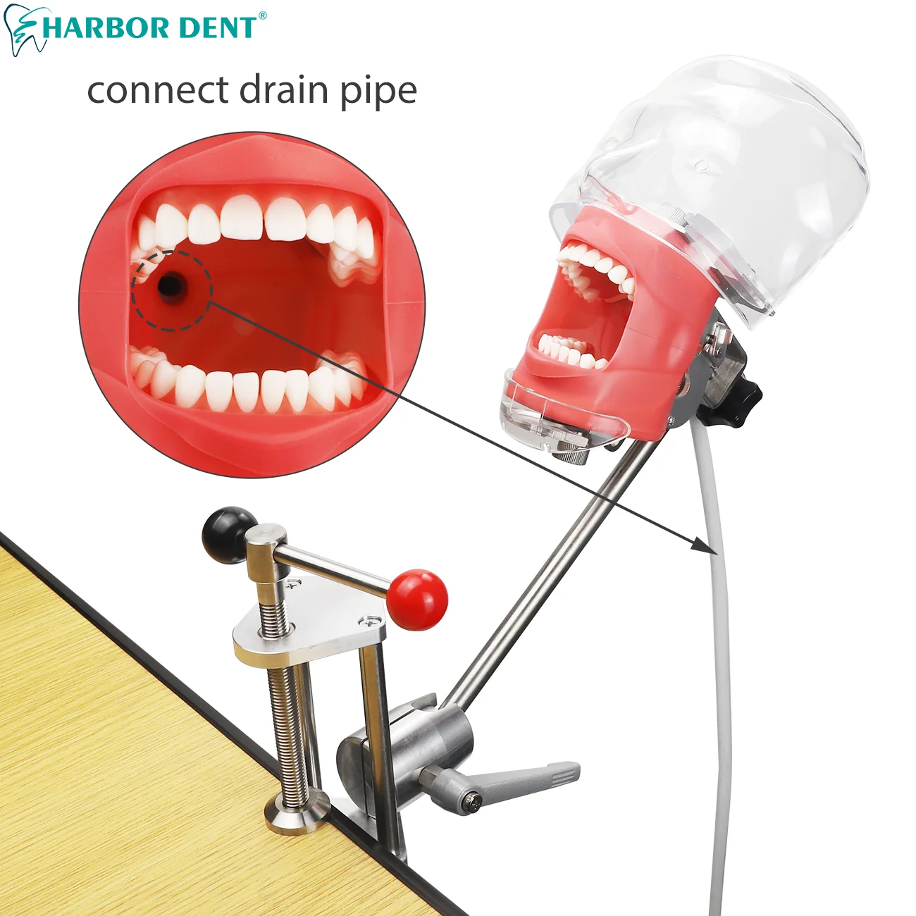 Стоматологическая фотоформа с 28 зубцами зажим настольного типа Фантом манекена