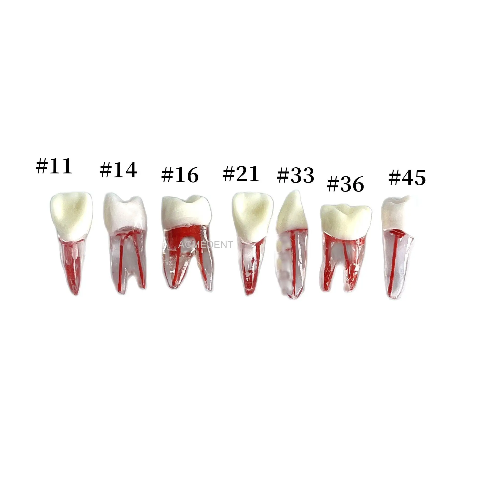

20pcs Dental Endodontic Rotary Files Typodont Teeth Practice Study Model Root Canal Pulp Cavity Endo RCT Training Blocks
