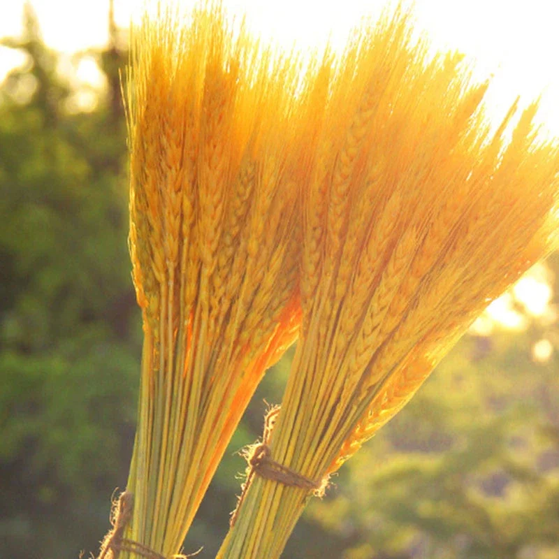 

50 Pcs Natural Wheat Ears Artificial Flower Gold Decoration for Harvest Festival Thanks Giving New Year Valentaines' Day Gift