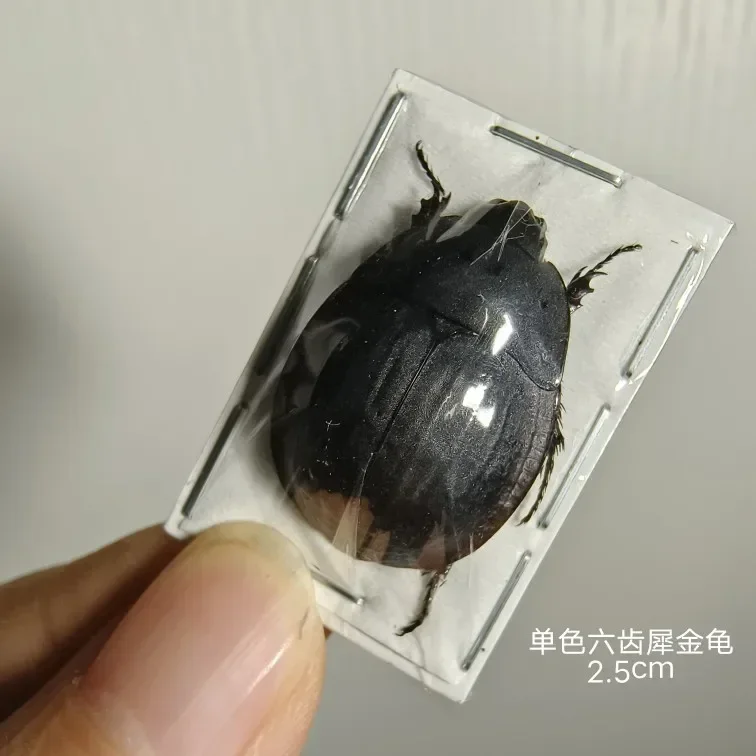 Образец насекомых настоящего жука Золотая черепаха Насекомые Жук