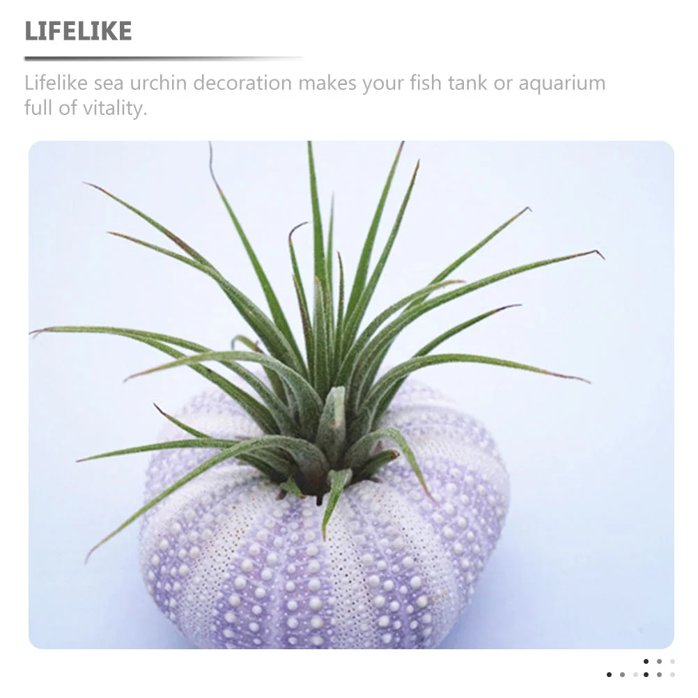 6 шт. натуральная раковина горшок для еждя ракушки ручной орнамент декор