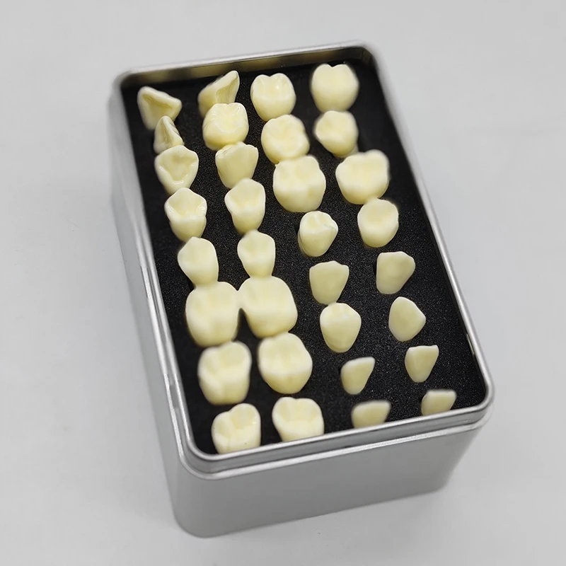 Стоматологическая 2-кратная постоянная модель зубов 32 шт.