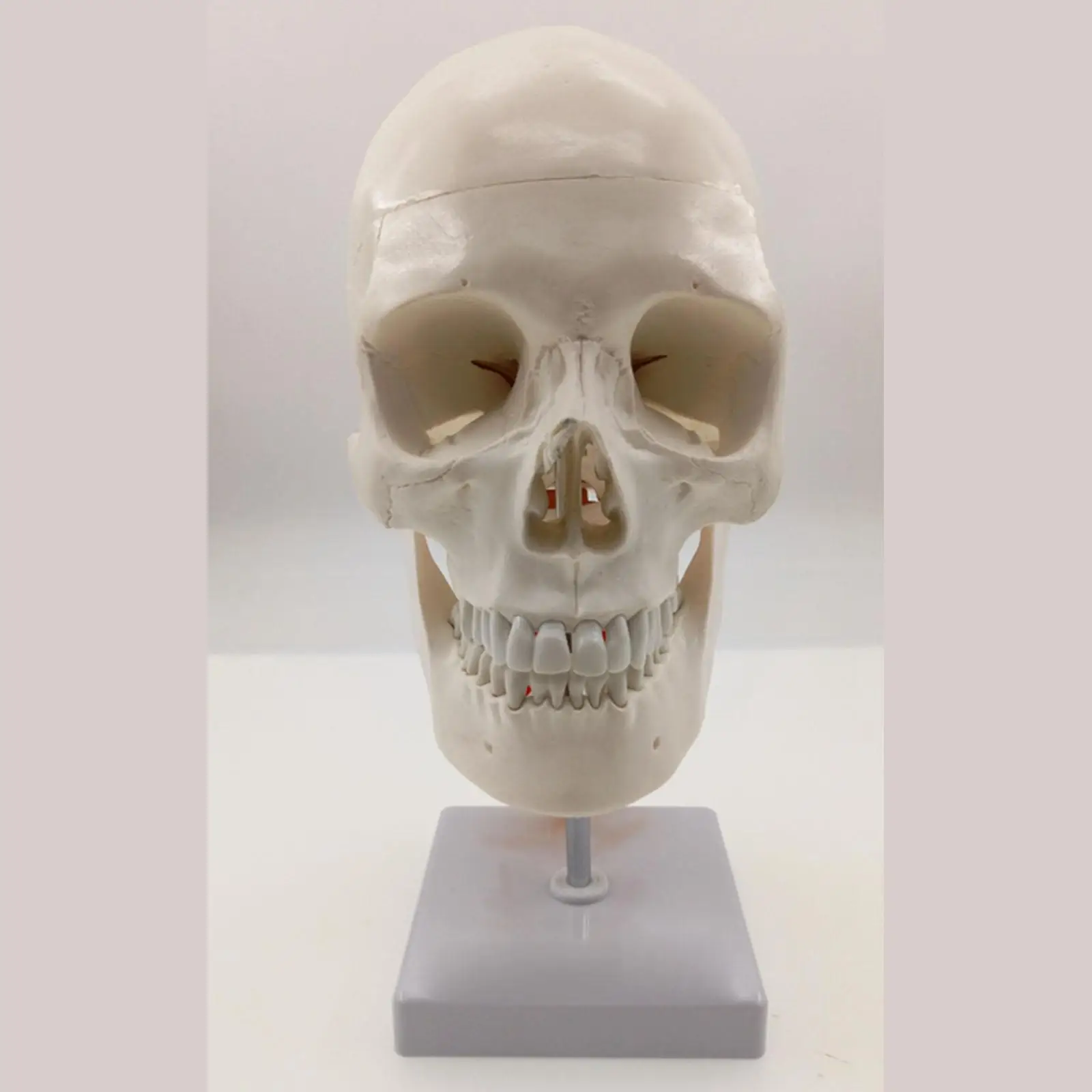 Натуральный Телескопический позвоночный череп с нервами для художественного