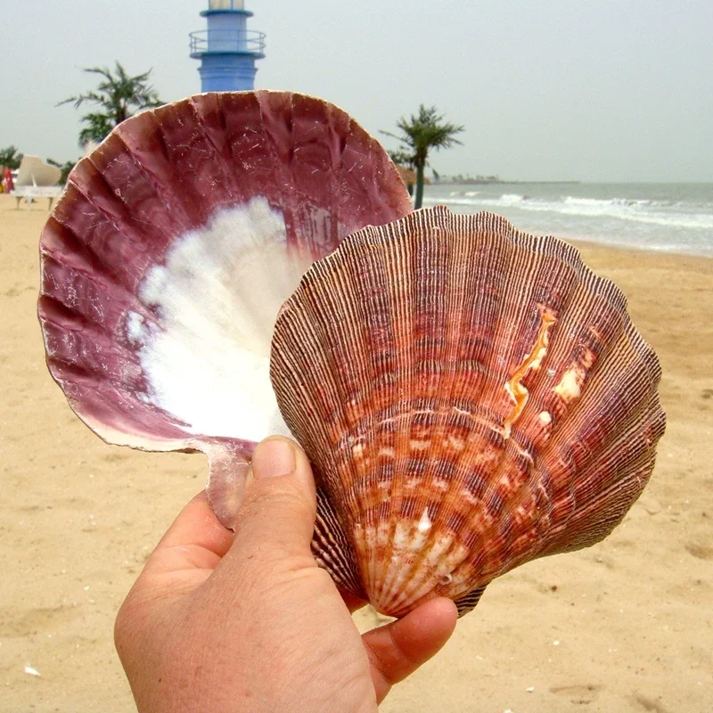 Когти льва Устрица натуральная очень большая толстая оболочка украшение для