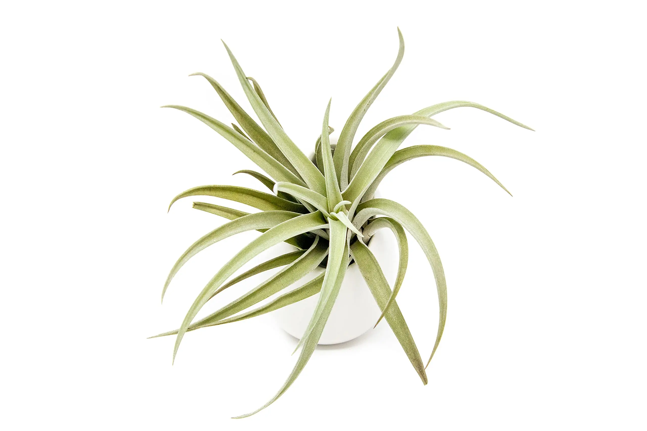 

Free shipping White Ceramic Wall Planter with Assorted Air Plant - Live Tillandsia in Plant Holder - Succulents Plant Vase - Hom