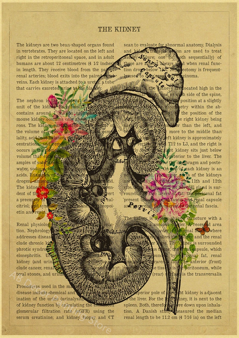 

Анатомия сердца, легких, грудной клетки, головного мозга с цветком, постер