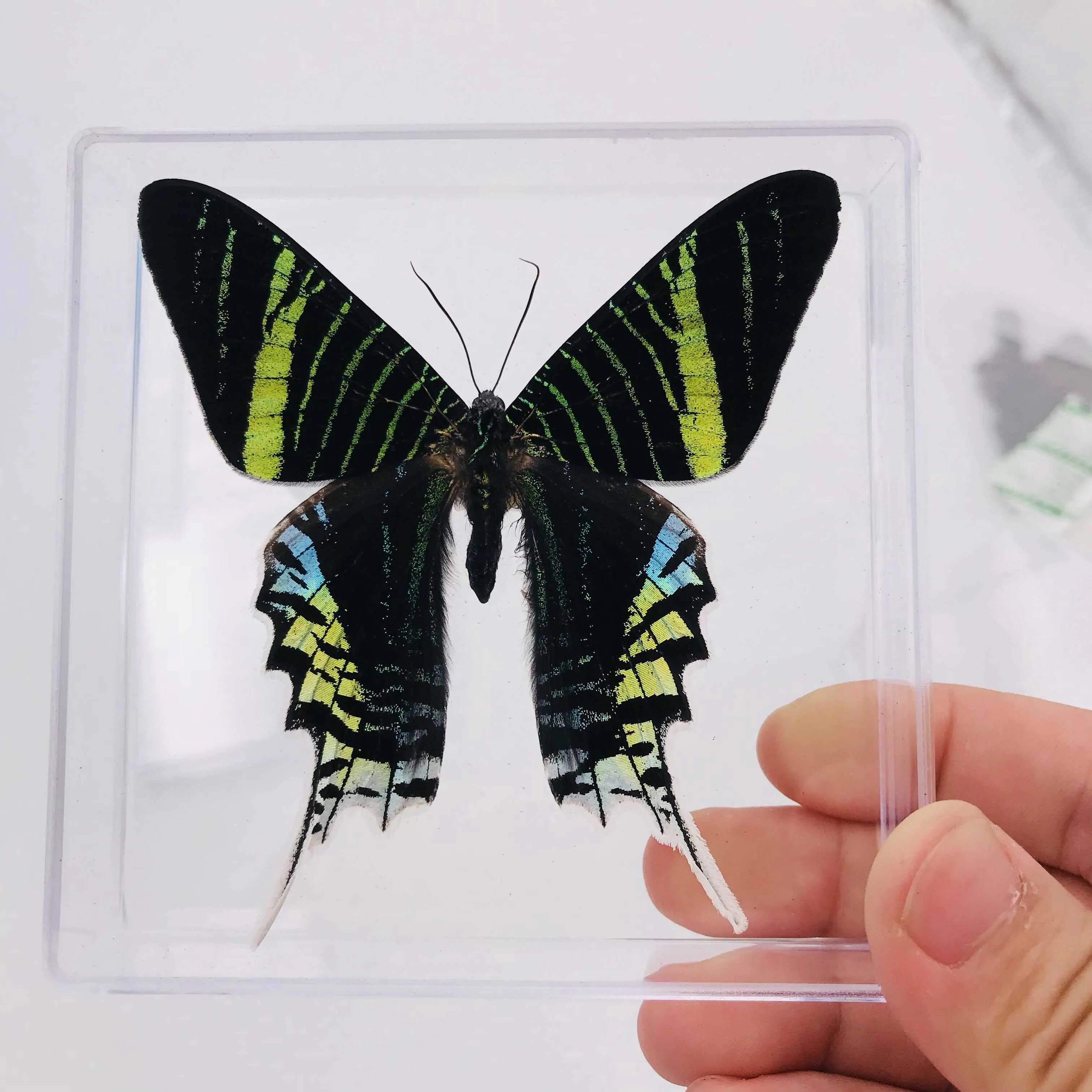 Дисплей с бабочками настоящая бабочка крыло студенческий креативный подарок на