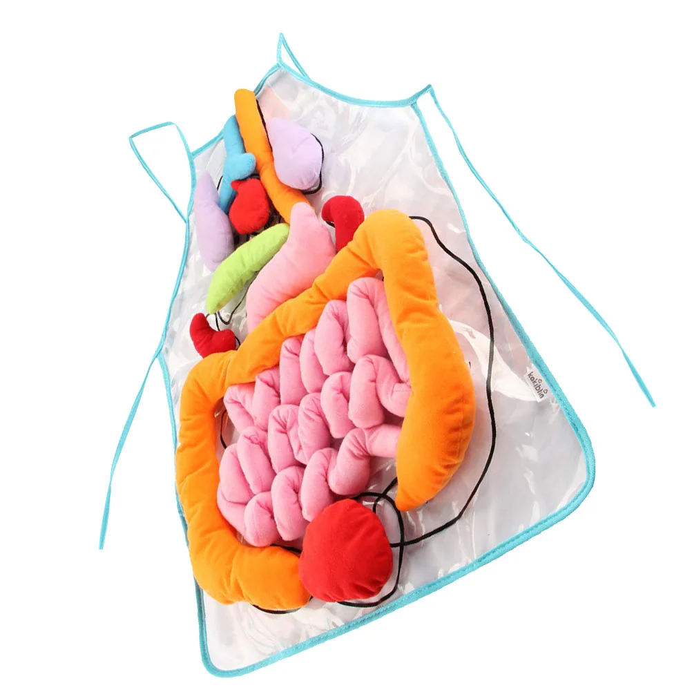 

Human Viscera Apron Organs Model Children Learning Body Anatomy School Teaching Aids Kindergarten