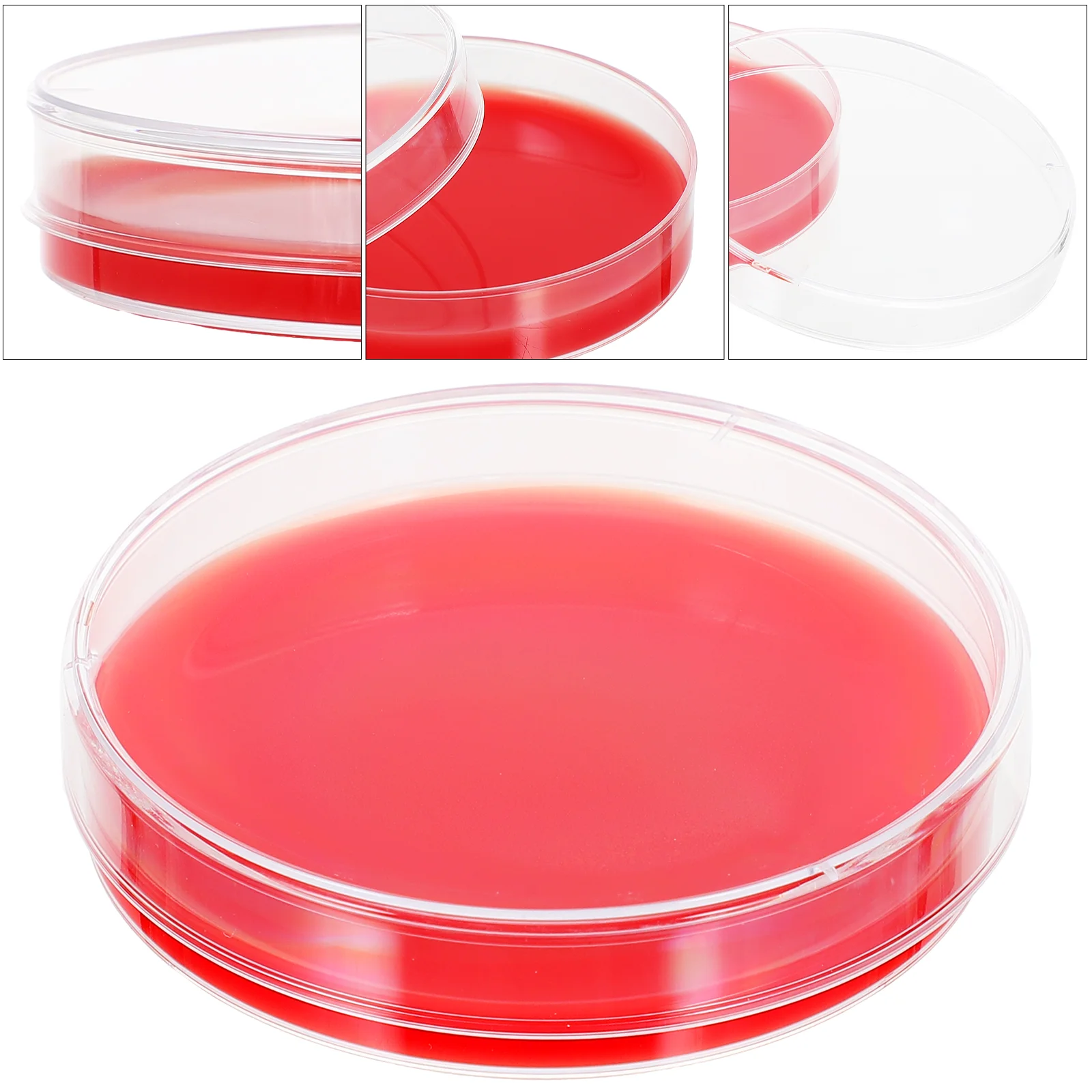 

Agar Petri Dishes Plates Medium Plate Dish Labsculture Science Blood Sterile Growth Lids Project Prepourednutrient Mushroom