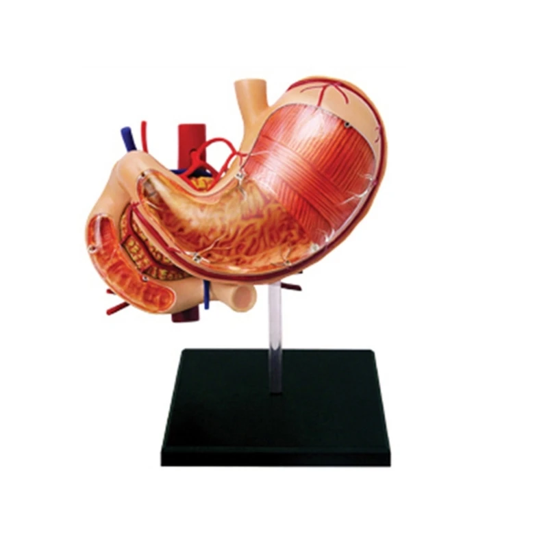 

Human Stomach Organs Model Mini Body Parts Anatomical Gastric Model Science School Teaching Tool for Kids Students