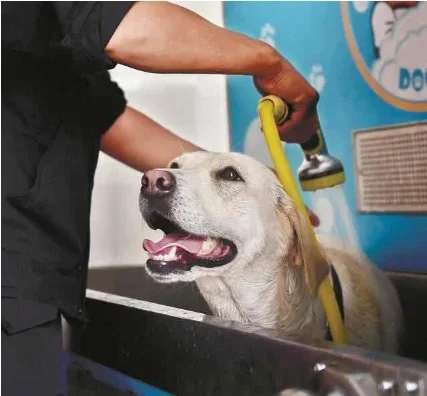 Новая изобретающая станция для мытья собак и кошек самообслуживания портативная