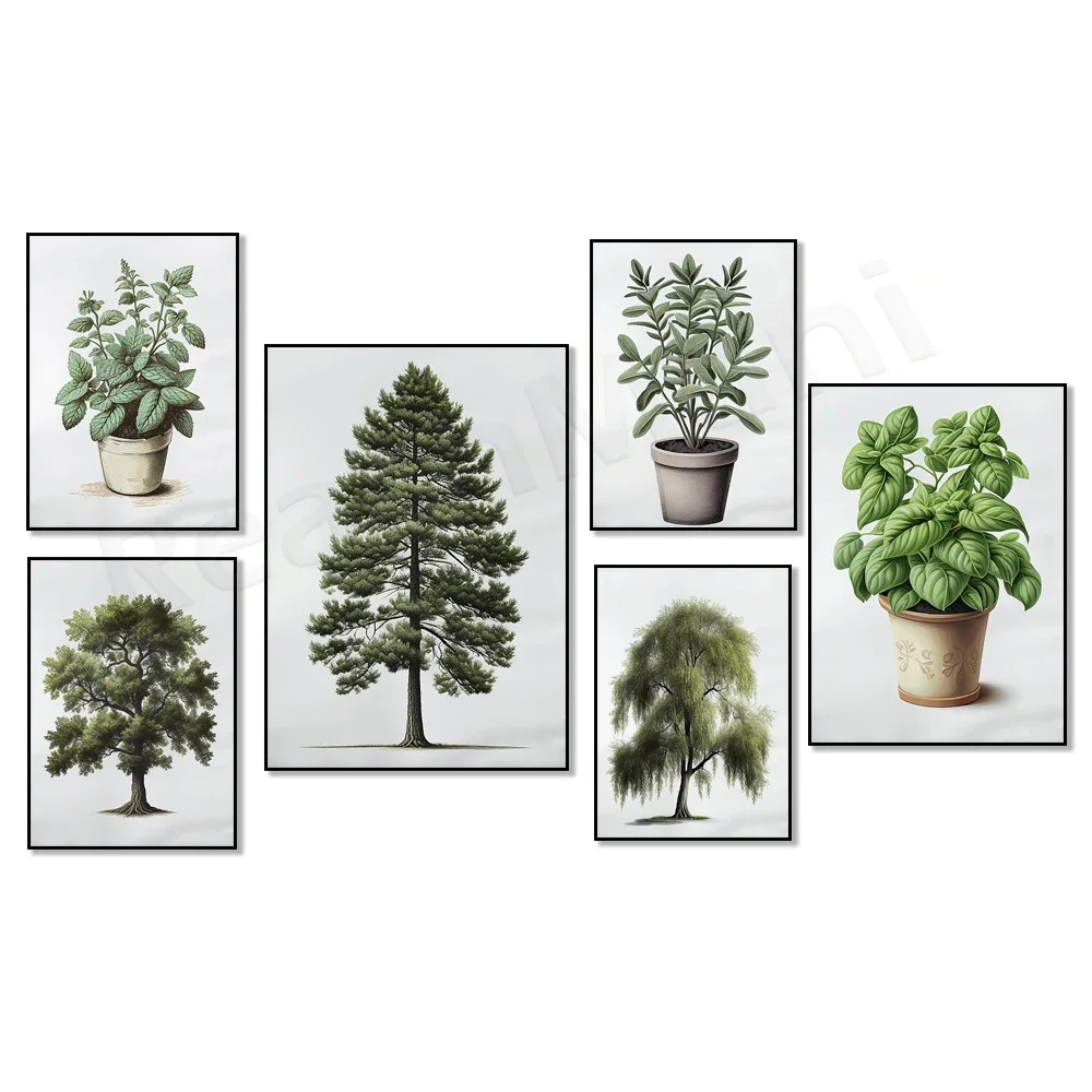 Ботанический плакат сосна дуб принт ивы кактус шалфей мята базилик алоэ вера