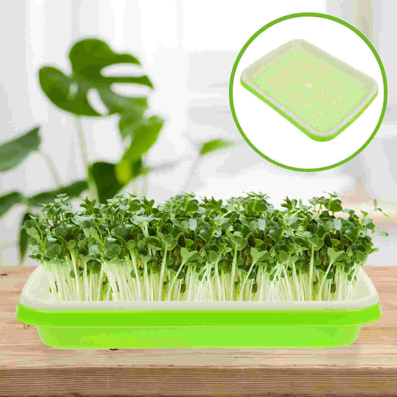 

3 Pcs Germination Tray Premium Nursery Bean Sprout Garden Planter Vegetable Hydroponic Germinating Plastic