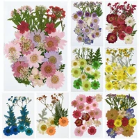 1pc small dried flowers pressed daisy flower festival party home diy scrapbooking decoration diy daisy flowers decor supplies