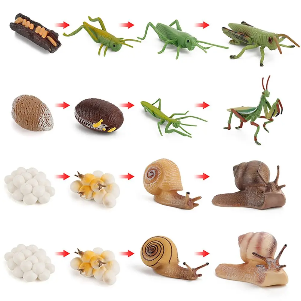 

Making Kids Cognition Early Education Life Cycle Model Insect Growth Cycle Simulation Snail Figurine Mantis Grasshopper
