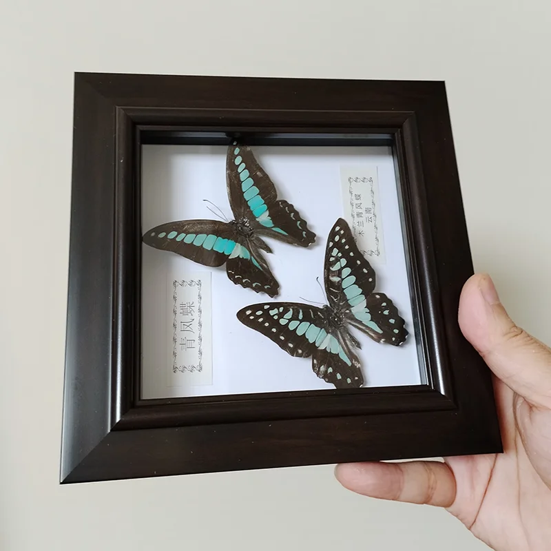

Настоящая бабочка, рамка ручной работы, образцы двух бабочек в теневой коробке, Коллекция уникальных таксидерми, сборные, отдельная рамка