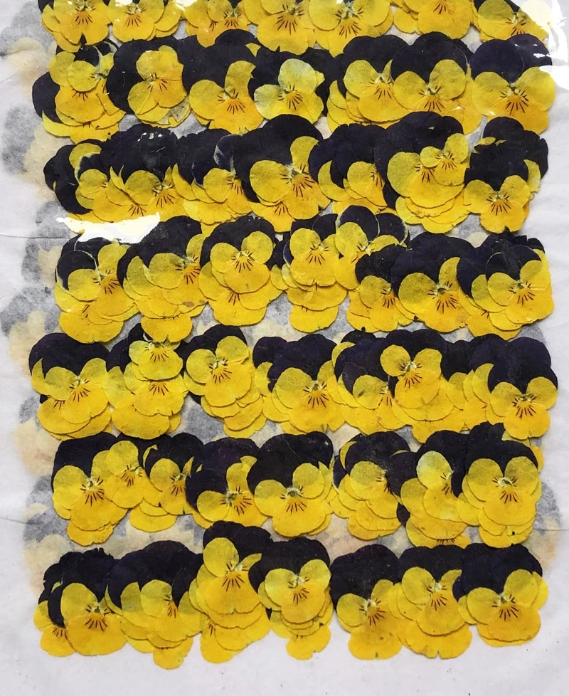 1 Набор прессованных фиолетовых и желтых сушеных Альт Триколор L. Цветочная