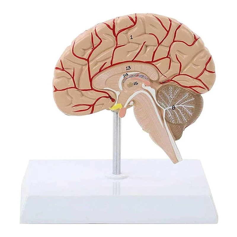 

Human Right Brain Blood Vessel Medical Display Anatomical Model Deluxe Specimen Medical Science Teaching Resources