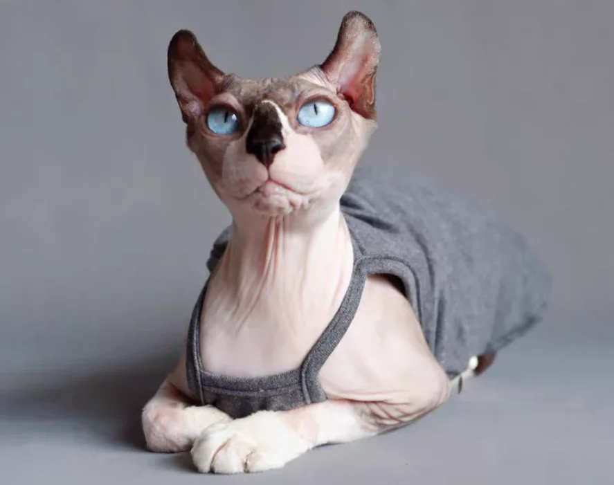 

Sphynx Cat Clothes Sphynx Cat Vest Baby Cotton Soft Summer Sleeveless Thin Vest Cat Clothes for Devon, Cornish