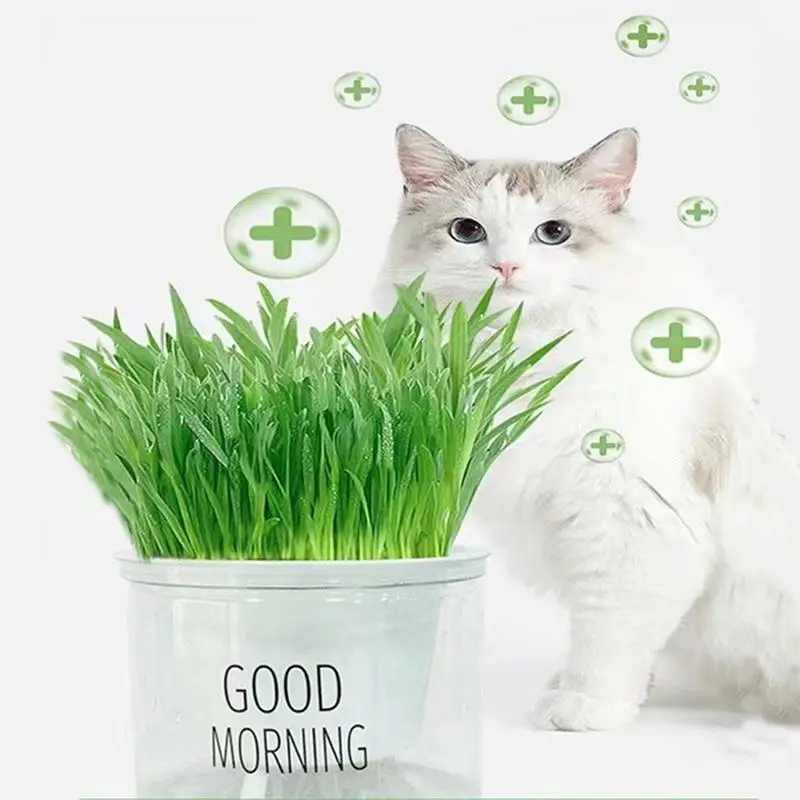 

Pet Cat Sprout Dish Growing Pot Hydroponic Plant Cat Grass Planting Box Water Growing Planter Succulent Greenhouse Grow Box