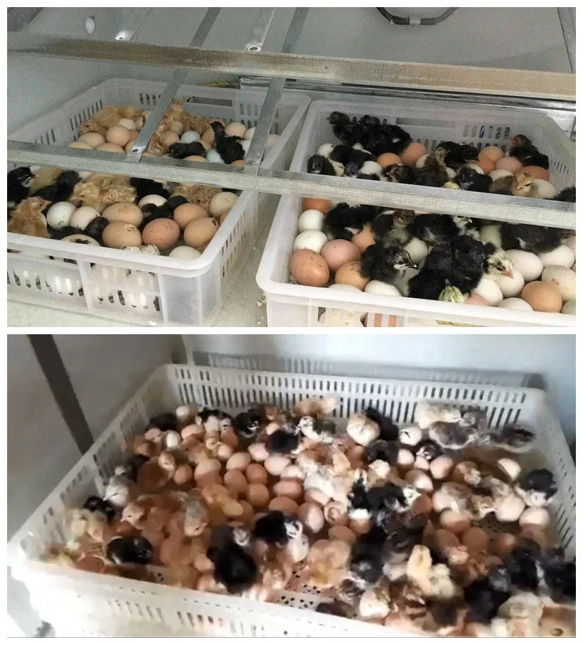 Полностью автоматический инкубатор для яиц 528 небольшой куриных птицефабрики 0 8*0