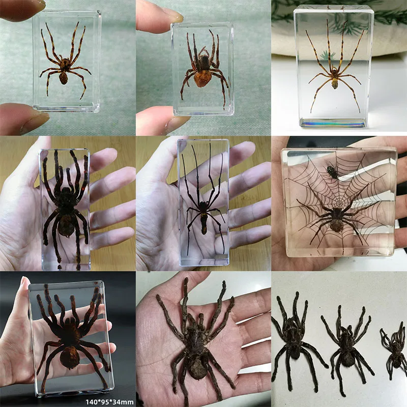 

Различные типы настоящих образцов пауков из смолы, коллекция для изучения насекомых, детские подарки, искусственные образцы