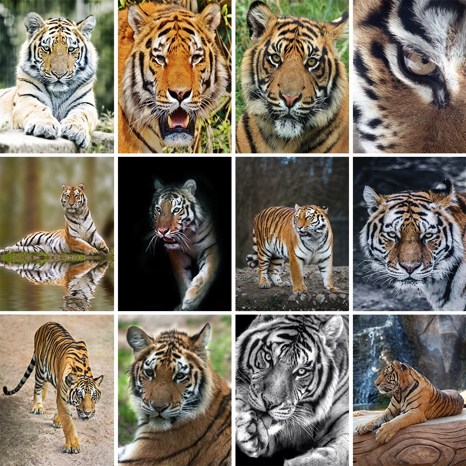 

5D DIY Diamond Painting Animal Rhinestone Art Picture Full Diamond Embroidery Tiger Mosaic Gift Home Decor Cross Stitch Kit